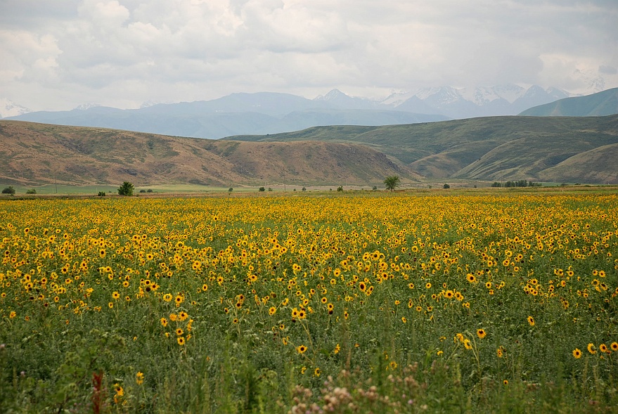 DSC_0498R.jpg - sunflowers and again the mountains between Kasakhstan and Kirgisia