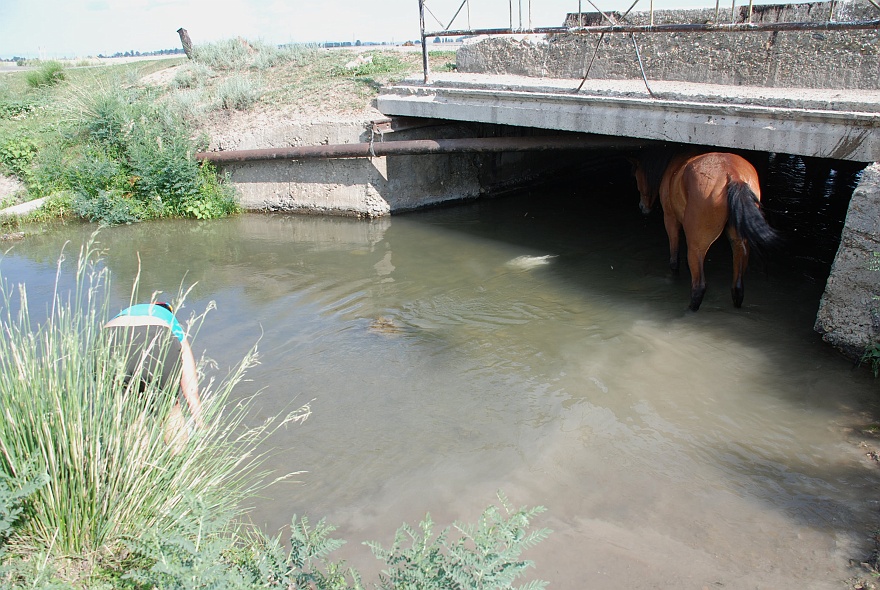 DSC_0582R.jpg - We must take some water for our old car. Horses are looking for some shadow at midday.
