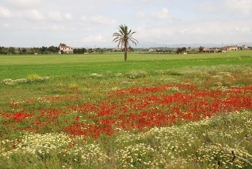 DSC_0543.JPG - Mallorca im Frühling bei Sant Jordi...