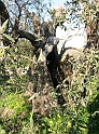 Olivenbaum