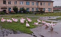 Flamingos