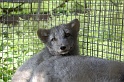 Fuchs
