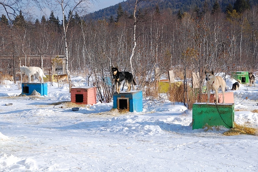 DSC_8007.JPG - Alle drfen nicht mit. Der Hundetrainer sitzt...