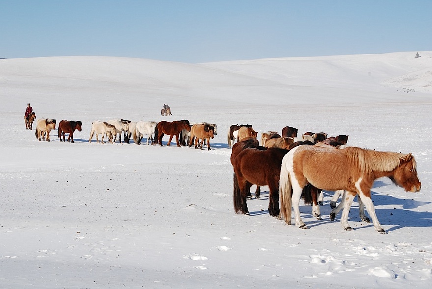 DSC_8320.JPG - Mongolische Pferde und...