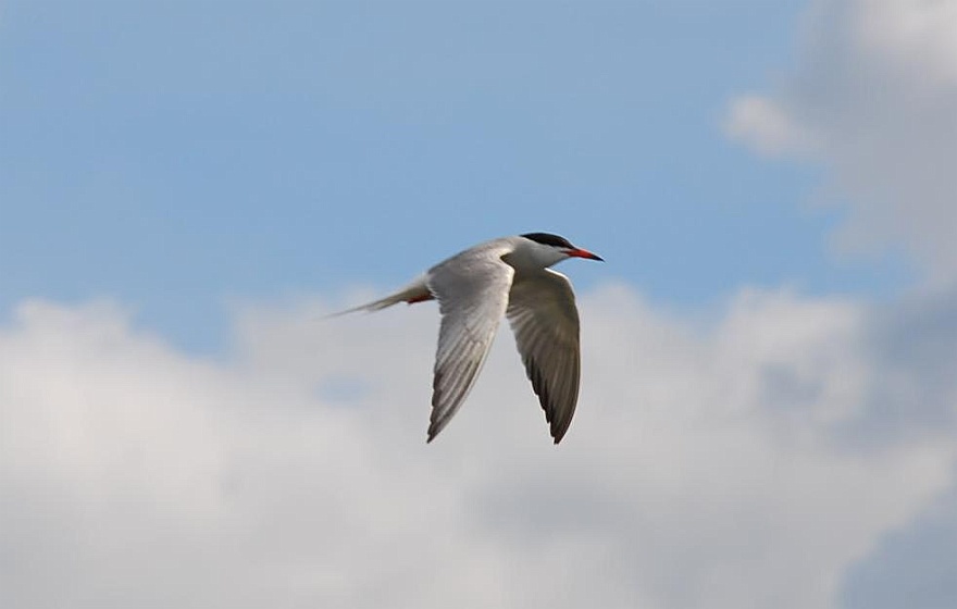 vogel.JPG - In der Luft ber unserem Fluss in Bingi.