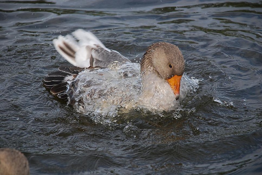 DSC_3365.JPG - Jetzt waschen wir uns aber...