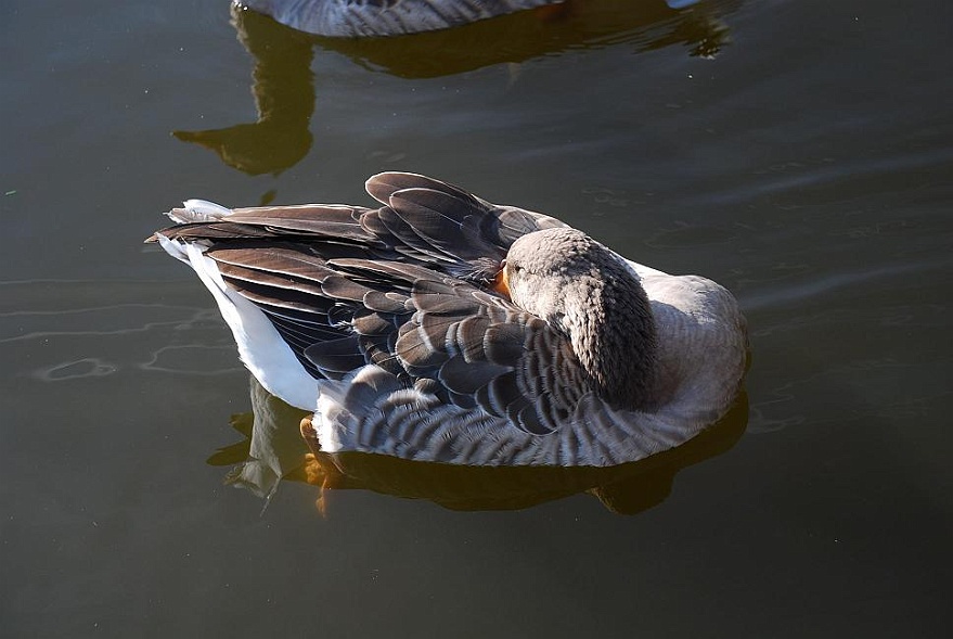DSC_3750.JPG - Nickerchen auf dem Wasser.
